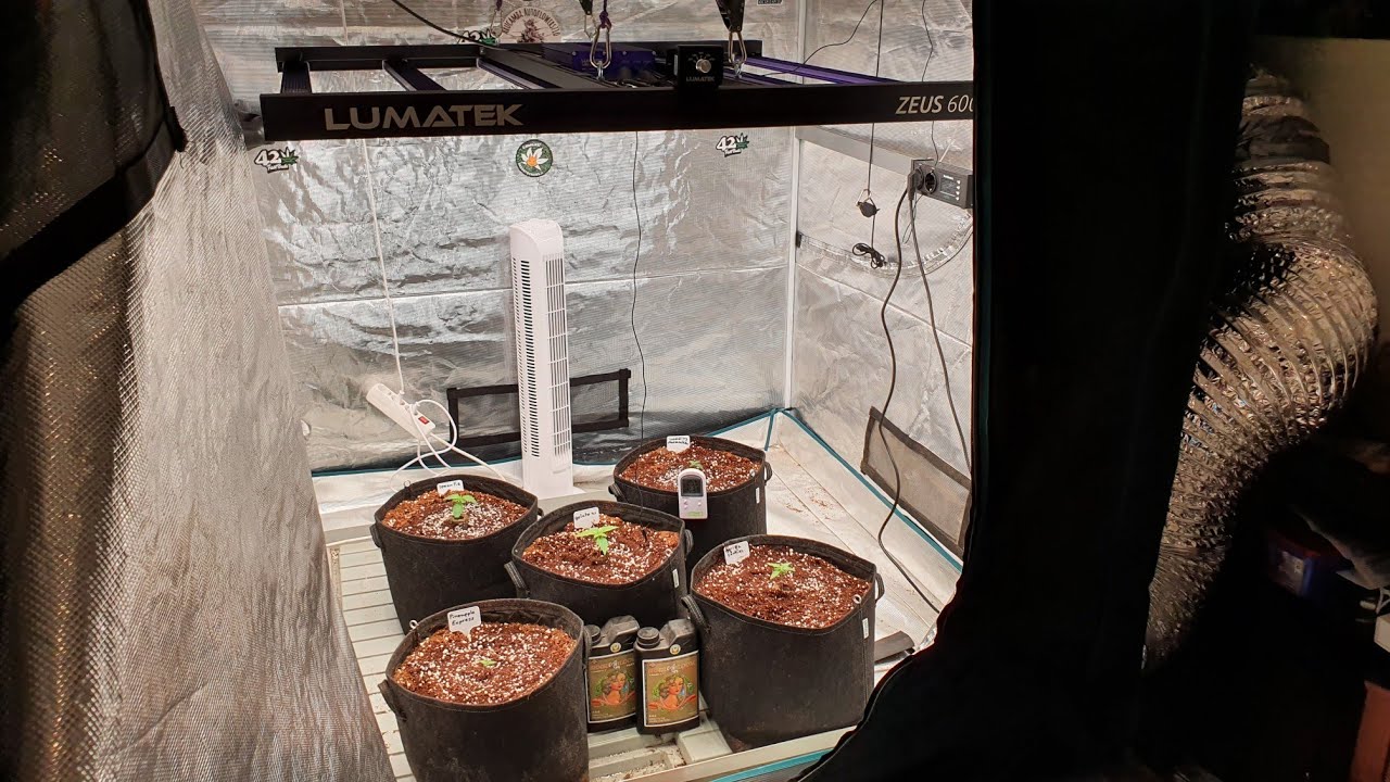 How I Start & Feed Autoflowers Seedlings In Coco Coir
