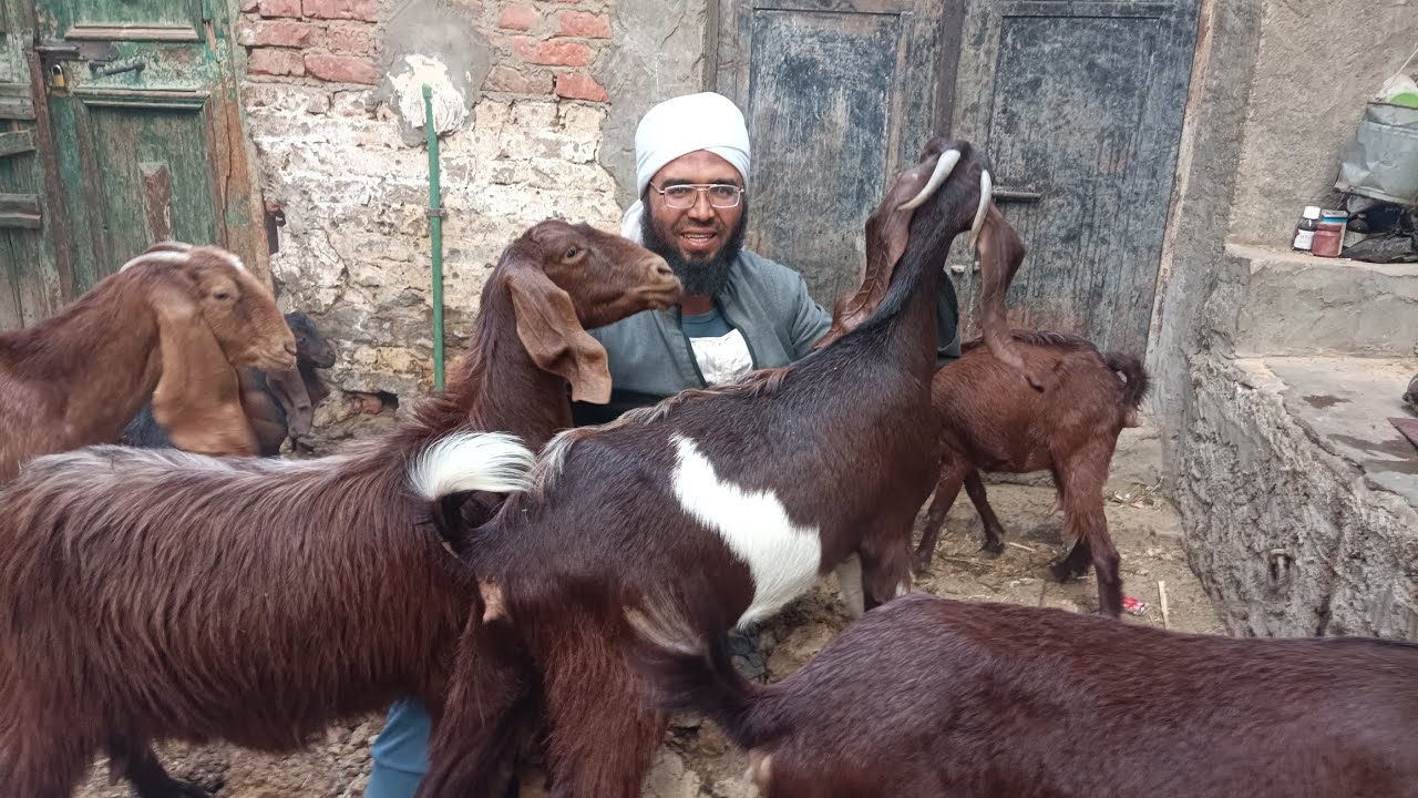 اسعار الماعز الشامي يبدء من .... والسلالات .....🐐تواصل قصر الجبالي الفيوم 01026978571