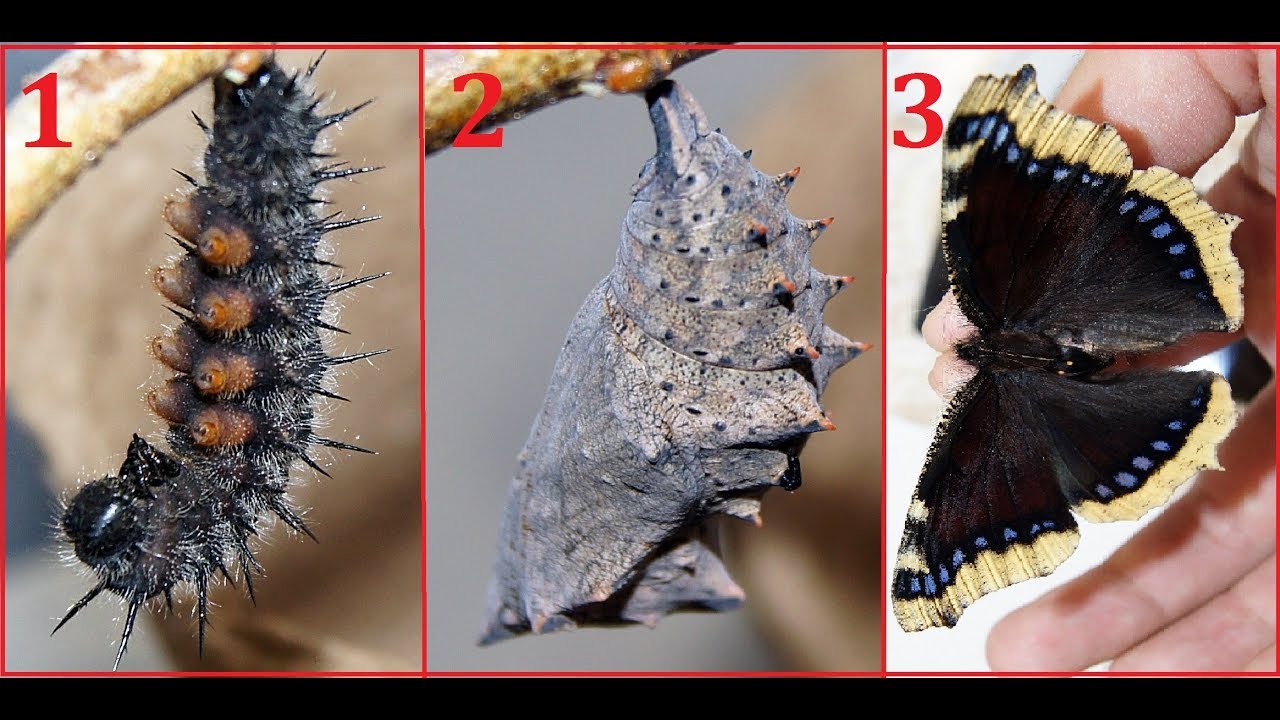 Nymphalis antiopa (процесс окукливания и выхода бабочки из куколки)
