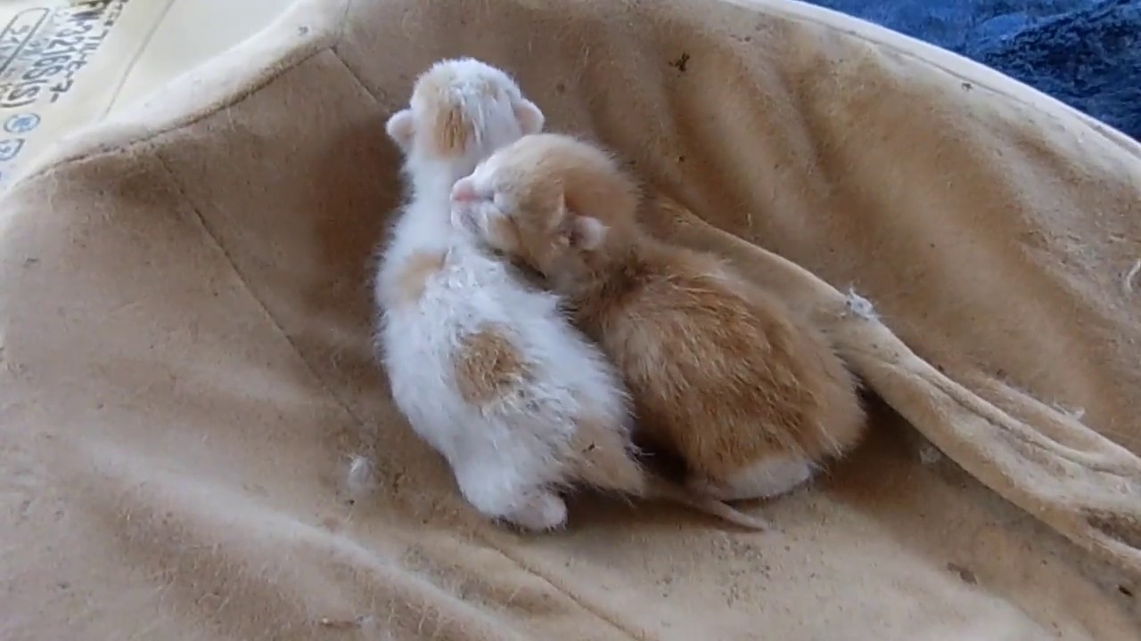 寄り添う子猫に癒される　Kitten cuddle.