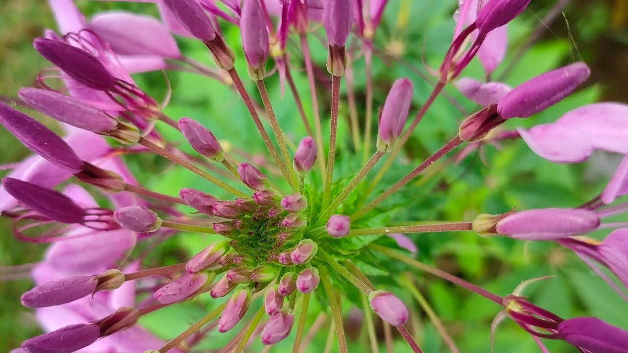 Hai vì sao lạc- Huỳnh Liên.