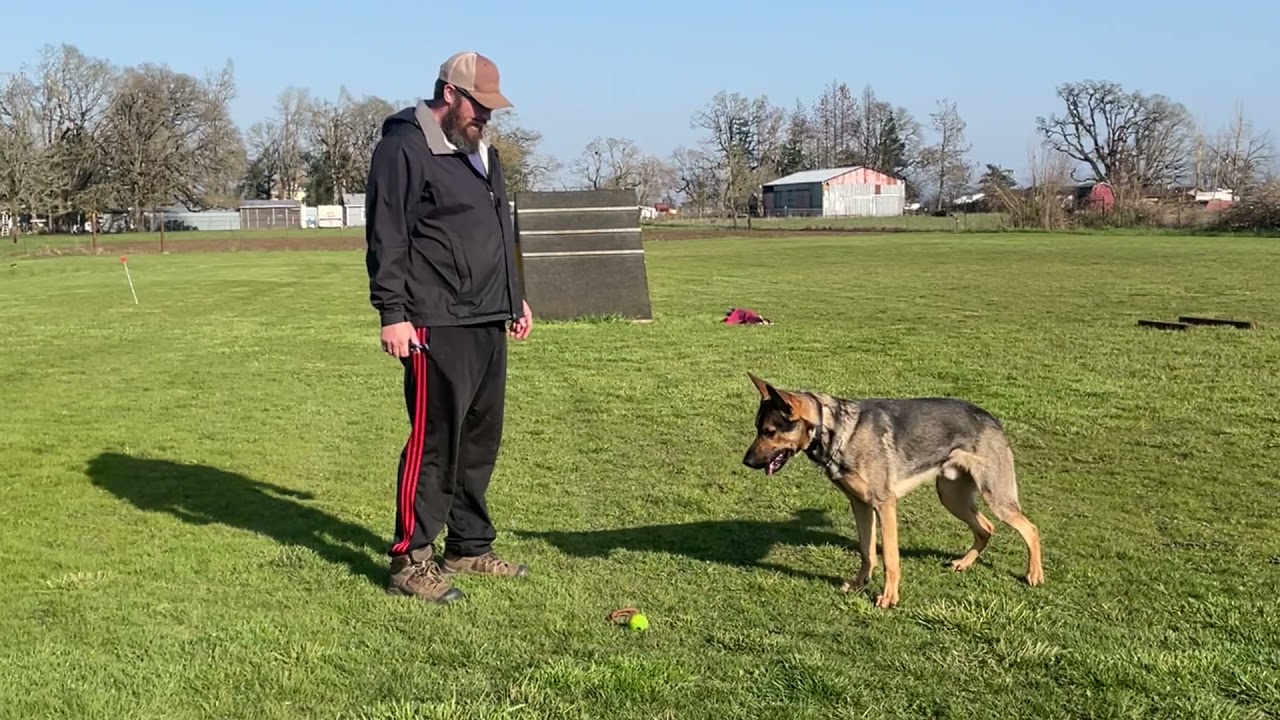 Schutzhund Obedience Training