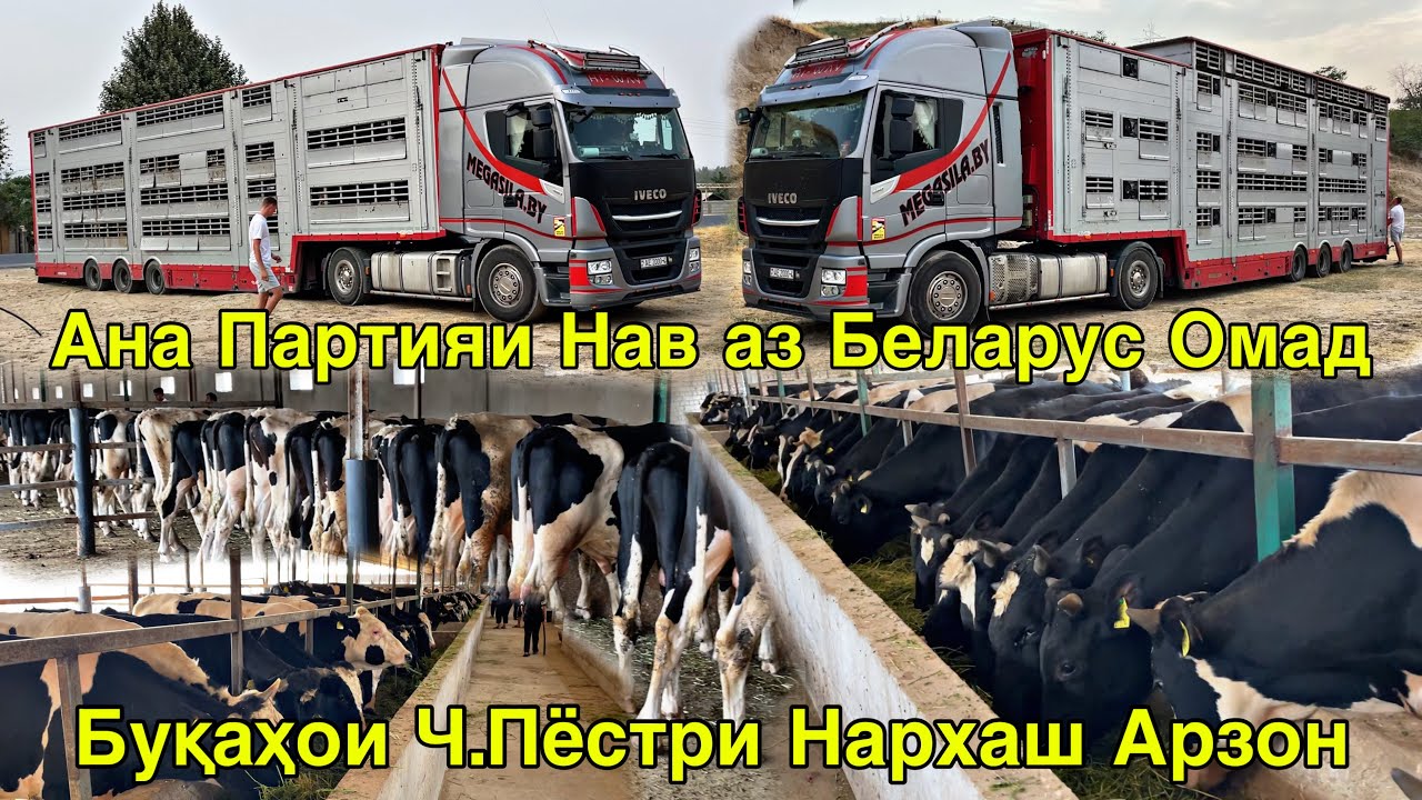 ХОЗИР АЗ БЕЛАРУС ПАРТИЯИ НАВ НОМЕР 900683838 935420202 БУҚАҲОИ ЧЕРНО ПЕСТРИ ОМАД 20 июля 2025 г.