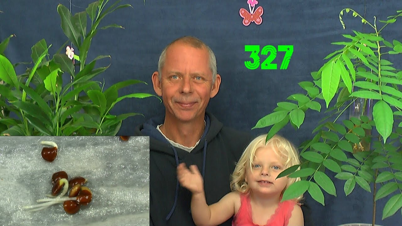 Mimose keimt wunderbar und anderes tralala