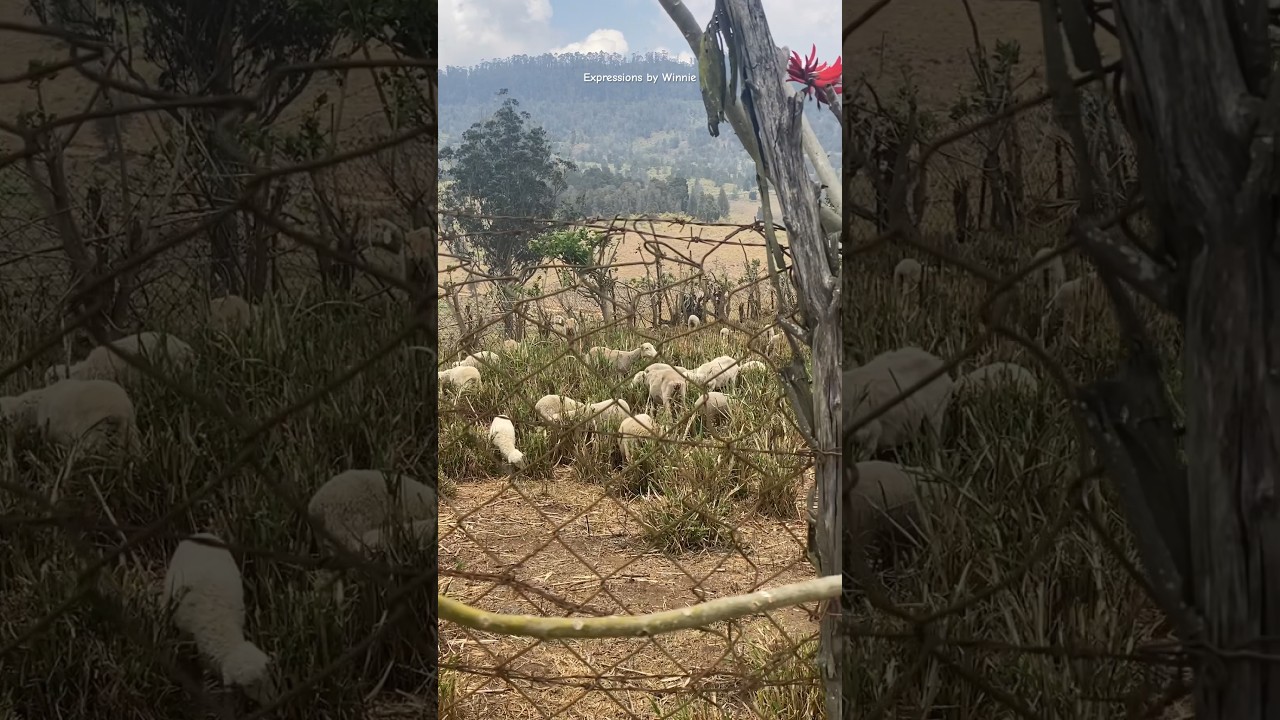 Kodaikanal Sheep Farm | Travel India Kodaikanal | Travel Videos
