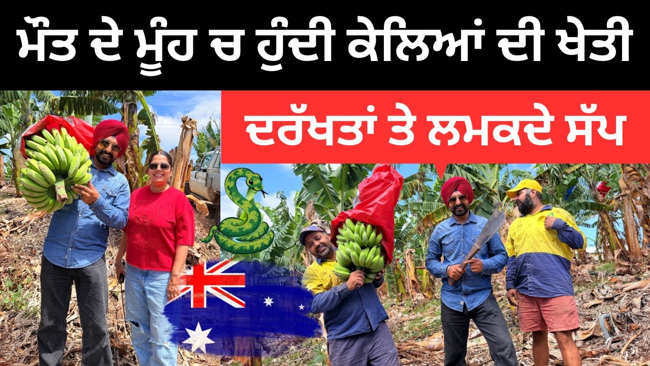 ਆਸਟਰੇਲੀਆ ਵਿੱਚ ਕੇਲਿਆਂ ਦੀ ਖੇਤੀ 🍌 Banana Farming Australia | Punjabi Travel Couple | Ripan Khushi