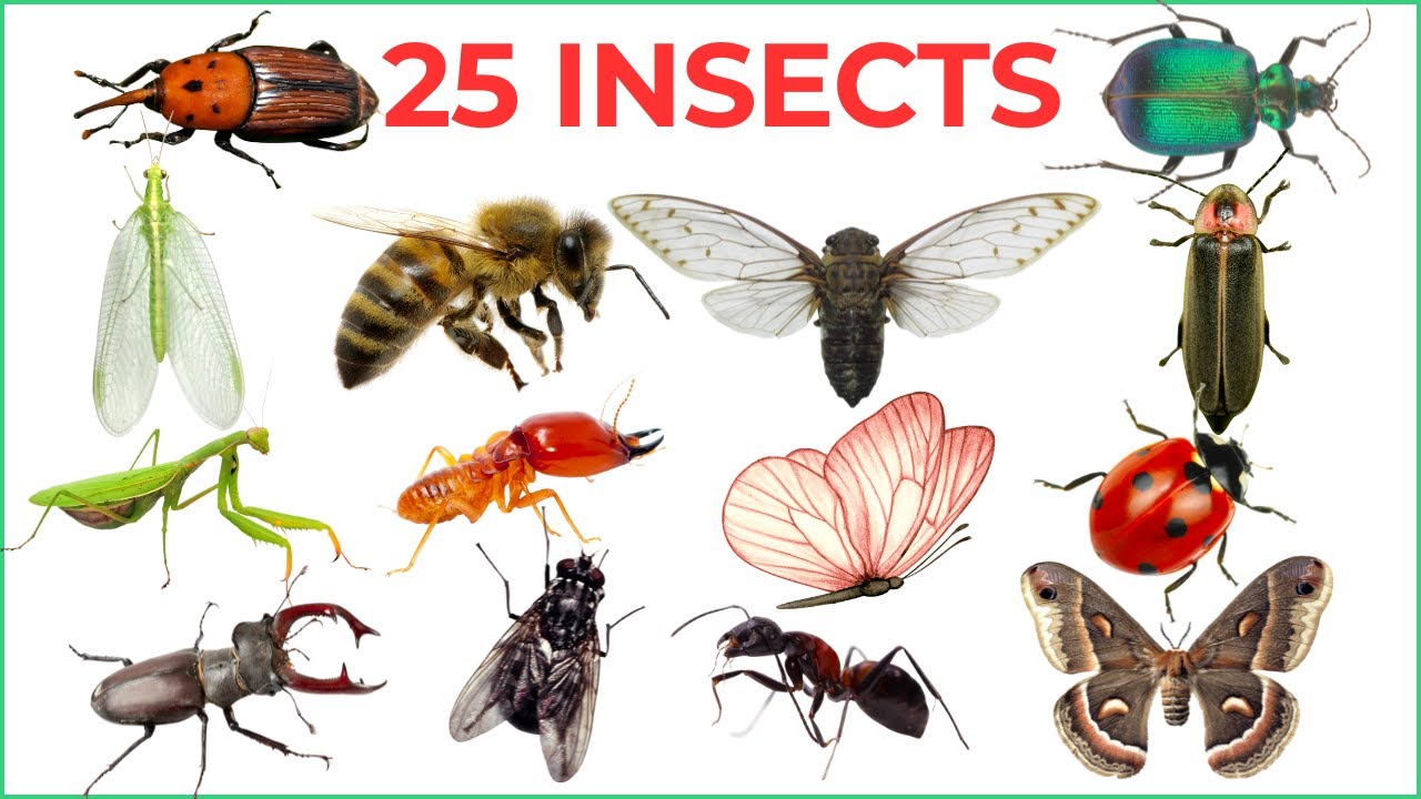 Insects name for Kids | Learn 25 Insect Names in English with Fun Facts & Pictures 🐞🐜🦋