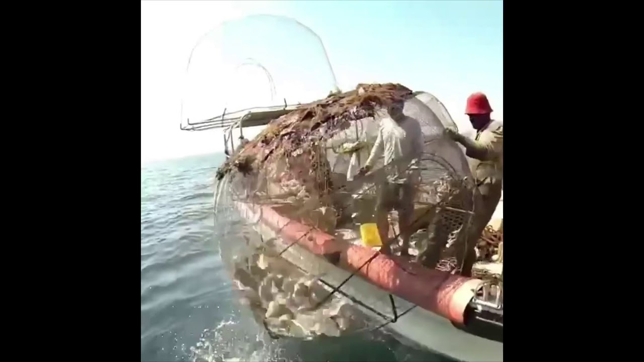 قراقير  صيد شعري صافي هامور حبار