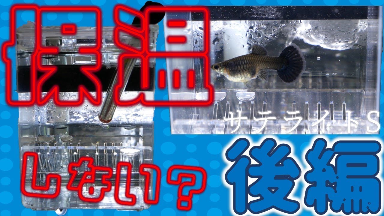 【産卵箱】サテライトSを購入。絶対外掛けにしてやる。後編！【ふぶきテトラ】