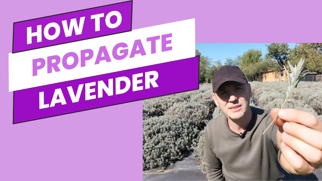 How to propagate Lavender from cuttings in the fall!