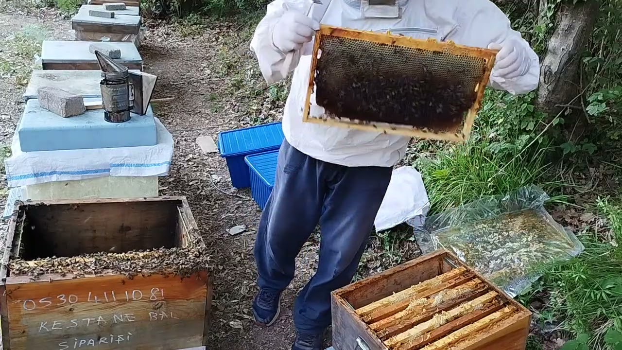 2025 Kestane Balı Hasadı Nasıldı?Hasadla Birlikte B&ouml;lme Almalı mıyım?🐝🐝🐝🇹🇷🇹🇷🇹🇷🍯🍯🍯