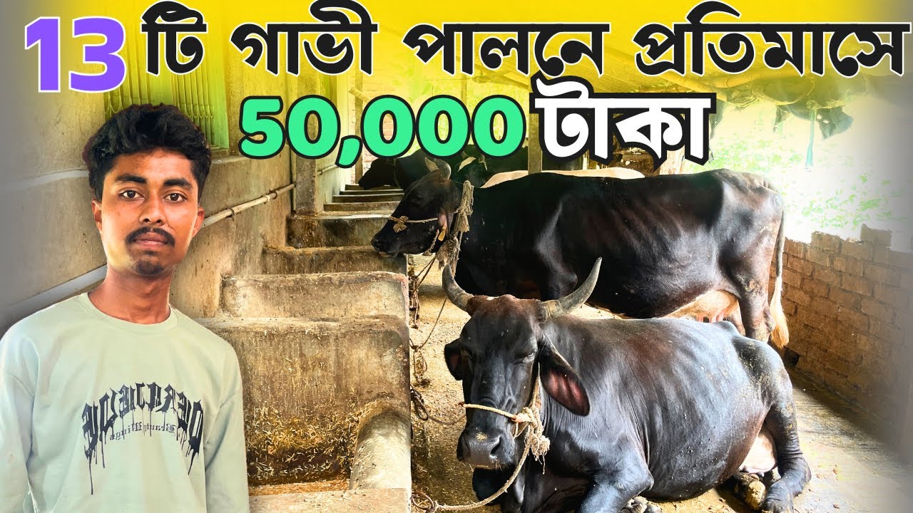 বেকার সমস্যার সমাধান গাভী পালন | Dairy Farm Business