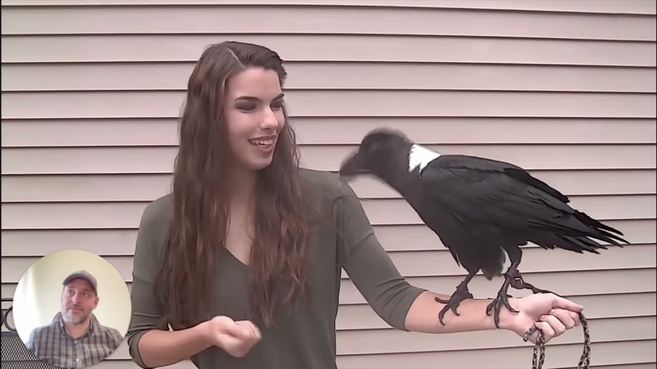 &iexcl;Cuervo Parlante! M&aacute;s Inteligente que un Chimpanc&eacute;