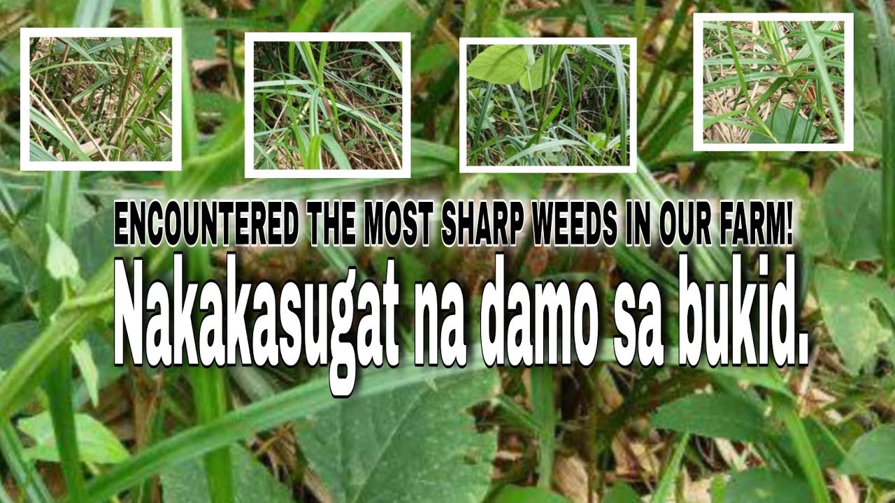 ENCOUNTER THE MOST SHARP WEEDS IN THE FARM | KABISYO | TIGA-TK ONLINERS 