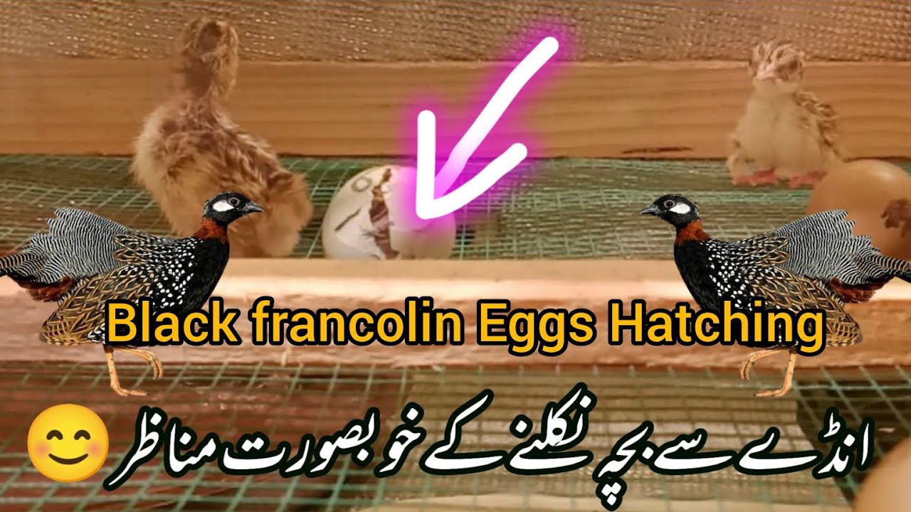 کالے تیتر کے انڈہ سے بچہ کیسے نکلتا ہے خوبصورت مناظر | Black Francolin Eggs Hatching |