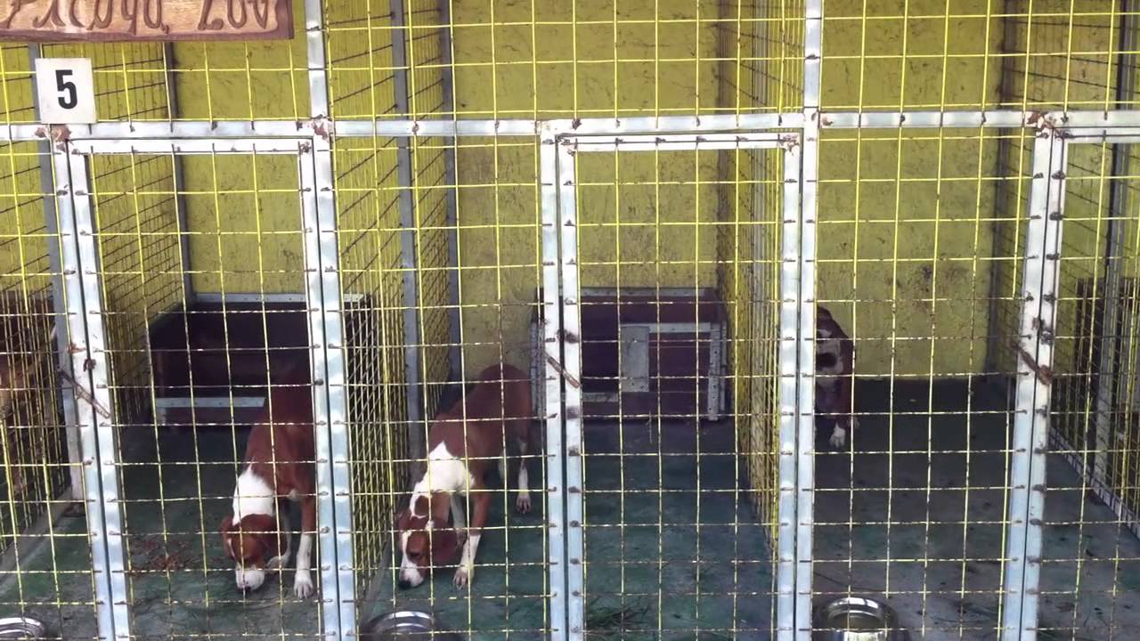 Posavski gonici Picuga-lov