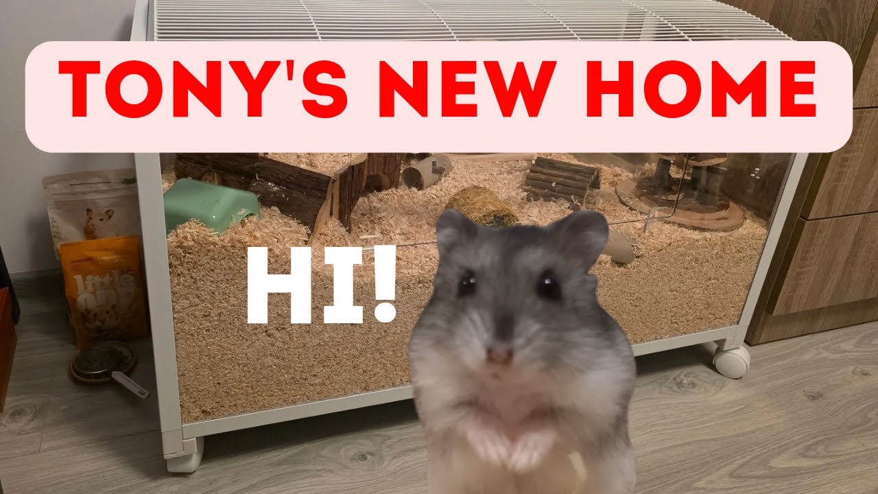 Tony the hamster explores his new cage