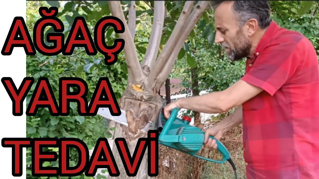 AĞAÇ YARA TEDAVİ