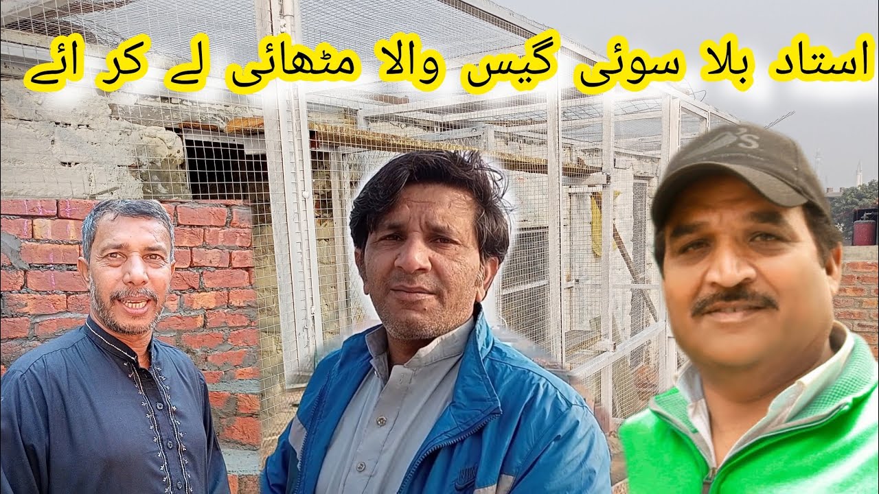 Ustad Billa Sui gass wale chat dekhne aye||TALHA PEGION CLUB