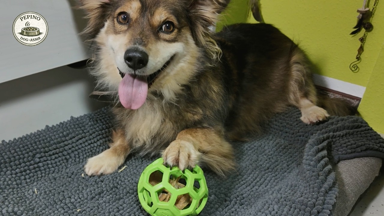 Dog Toy ASMR with Calm Chewing Sounds | Pepino Plays Quietly