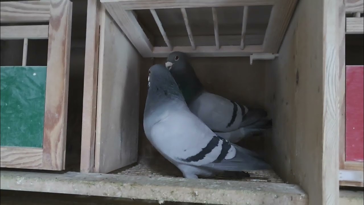 Die Anpaarung 2026