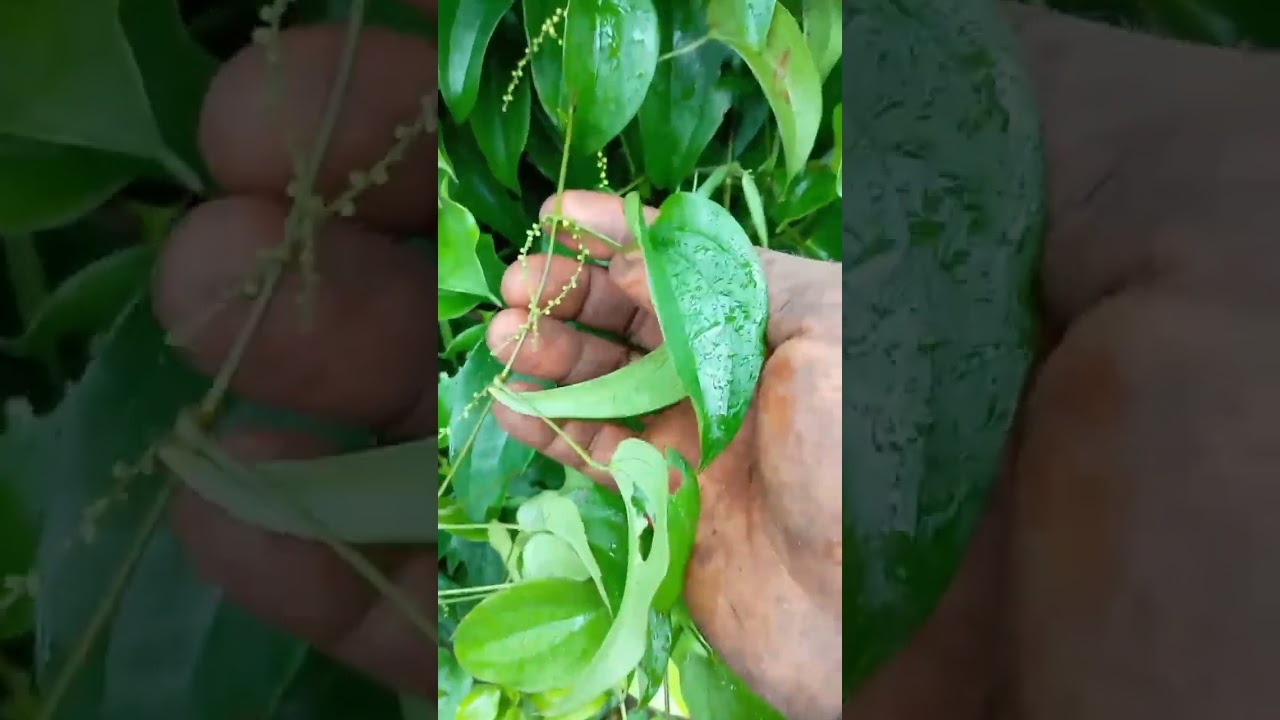 Start rejoicing when you see this sign on your yam vines