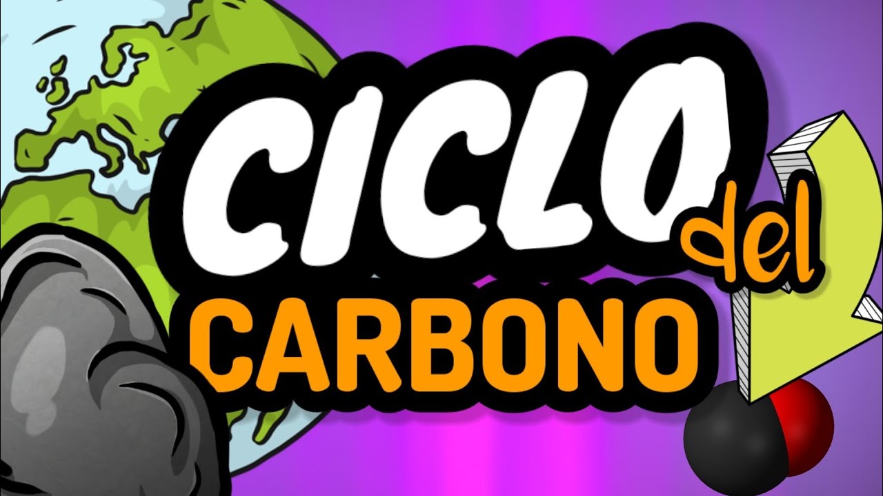 CICLO DEL CARBONO⚡f&aacute;cil y r&aacute;pido [gu&iacute;a examen unam, ipn, comipems]
