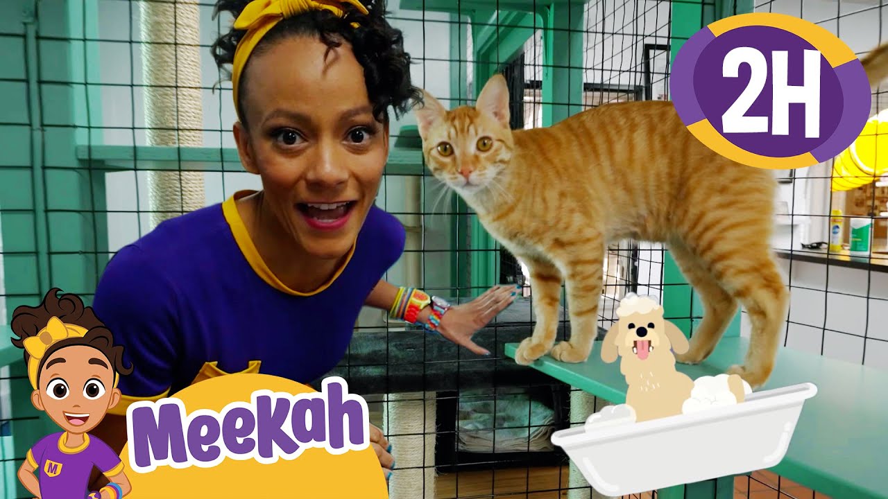 Meekah Visits an Animal Shelter | Educational Videos for Kids | Blippi and Meekah Kids TV