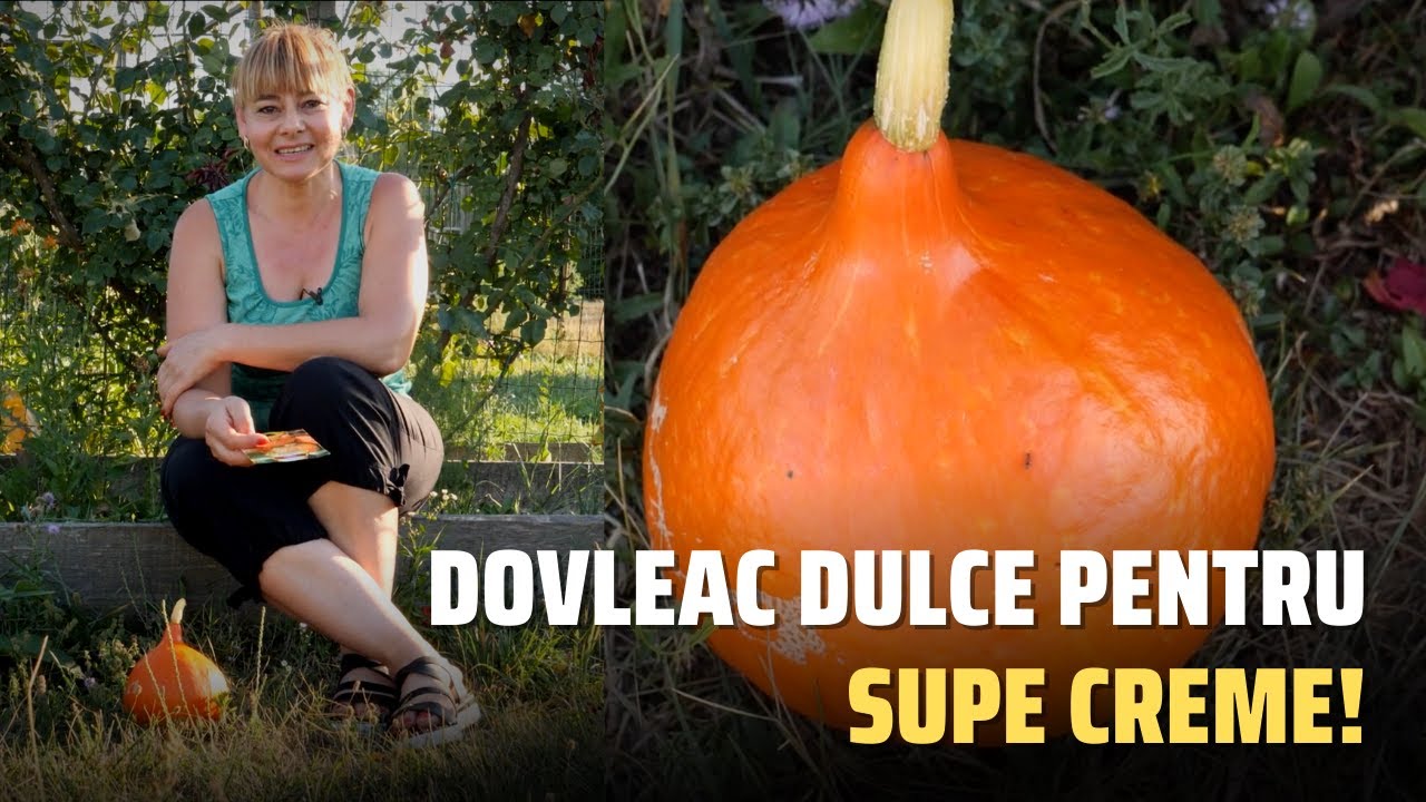 Dovleac dulce pentru supe creme! Cum il cultivam?