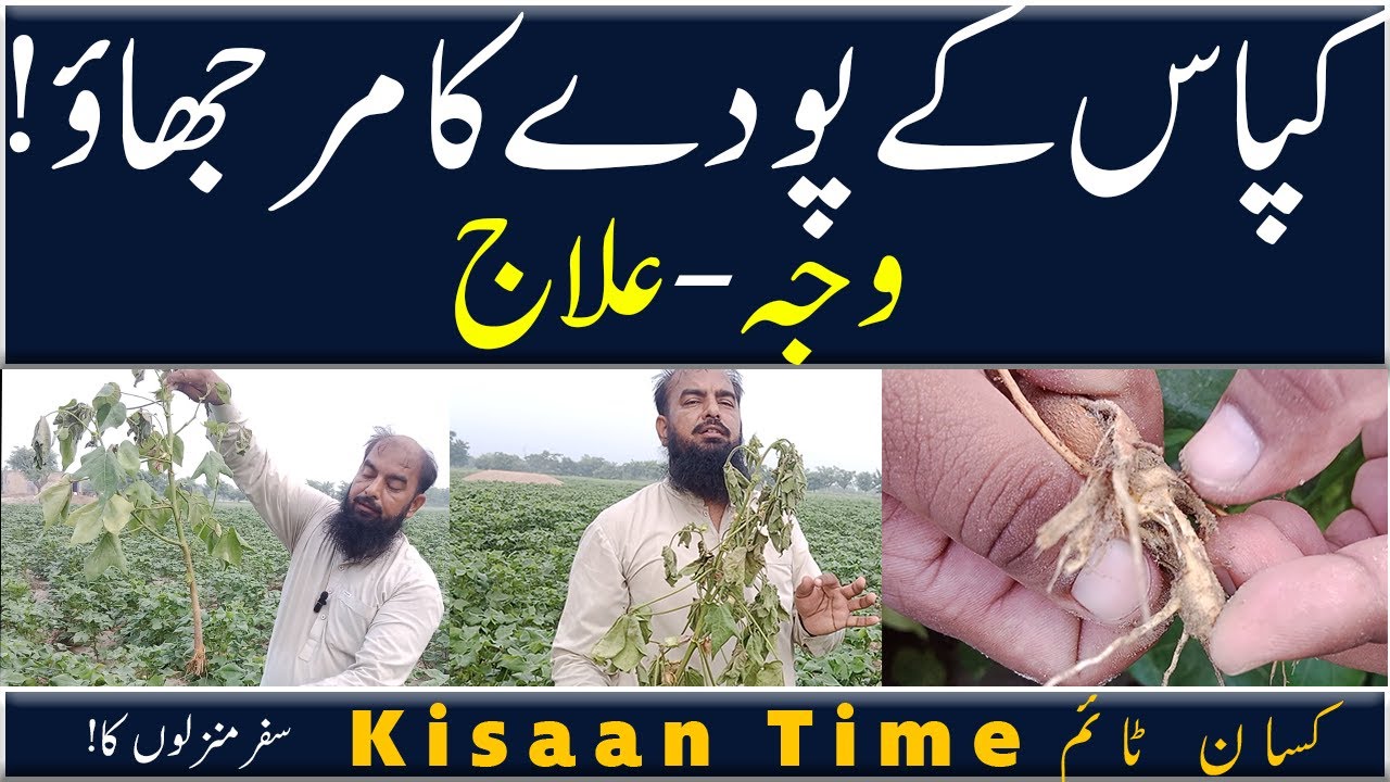 Kapas k pody ka murjhao - waja aur Ilaaj کپاس کے پودے کا مرجھاؤ! وجہ اورعلاج  کسان ٹائم kisan time