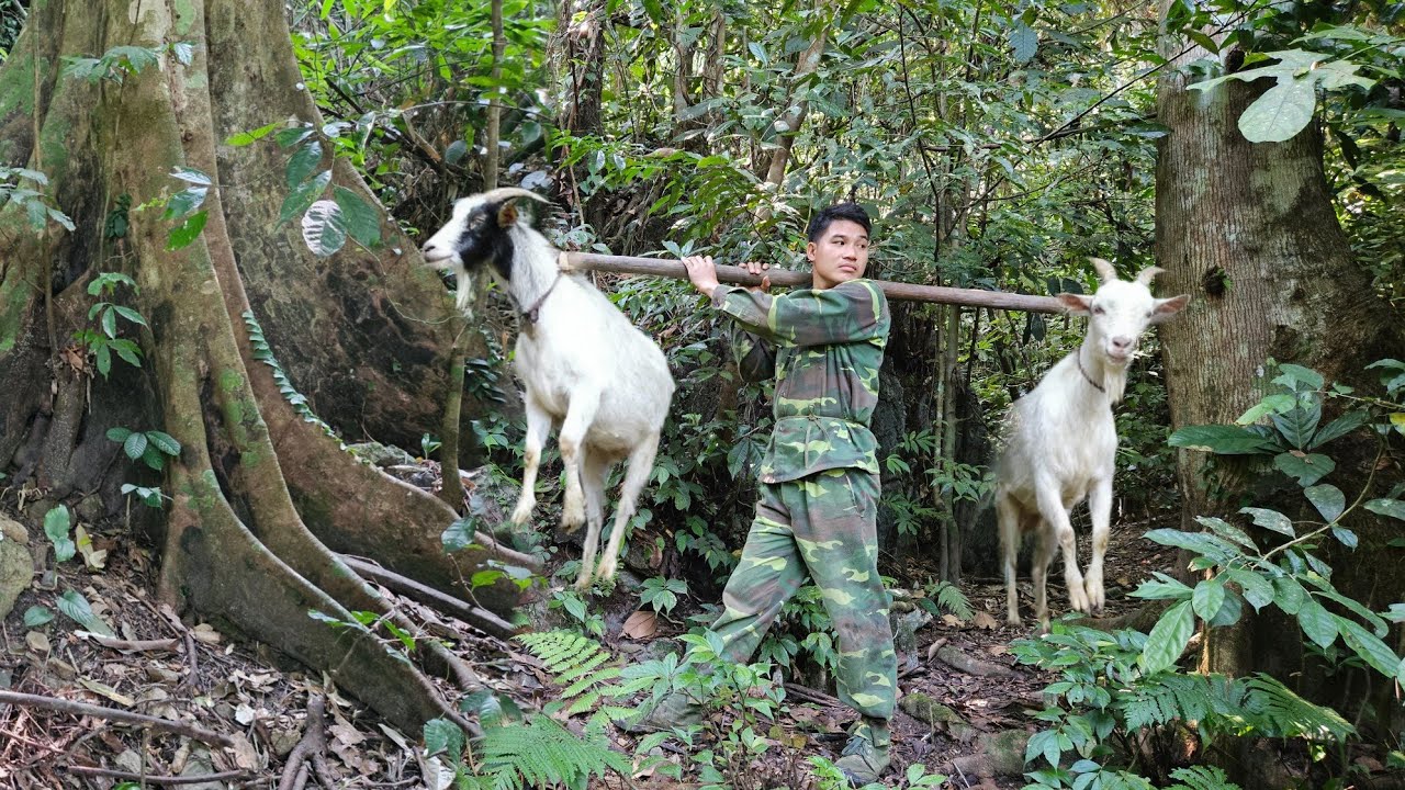 200 days living in the wilderness: pitching tents, trapping wild goats,wild chickens,frogs, and fish