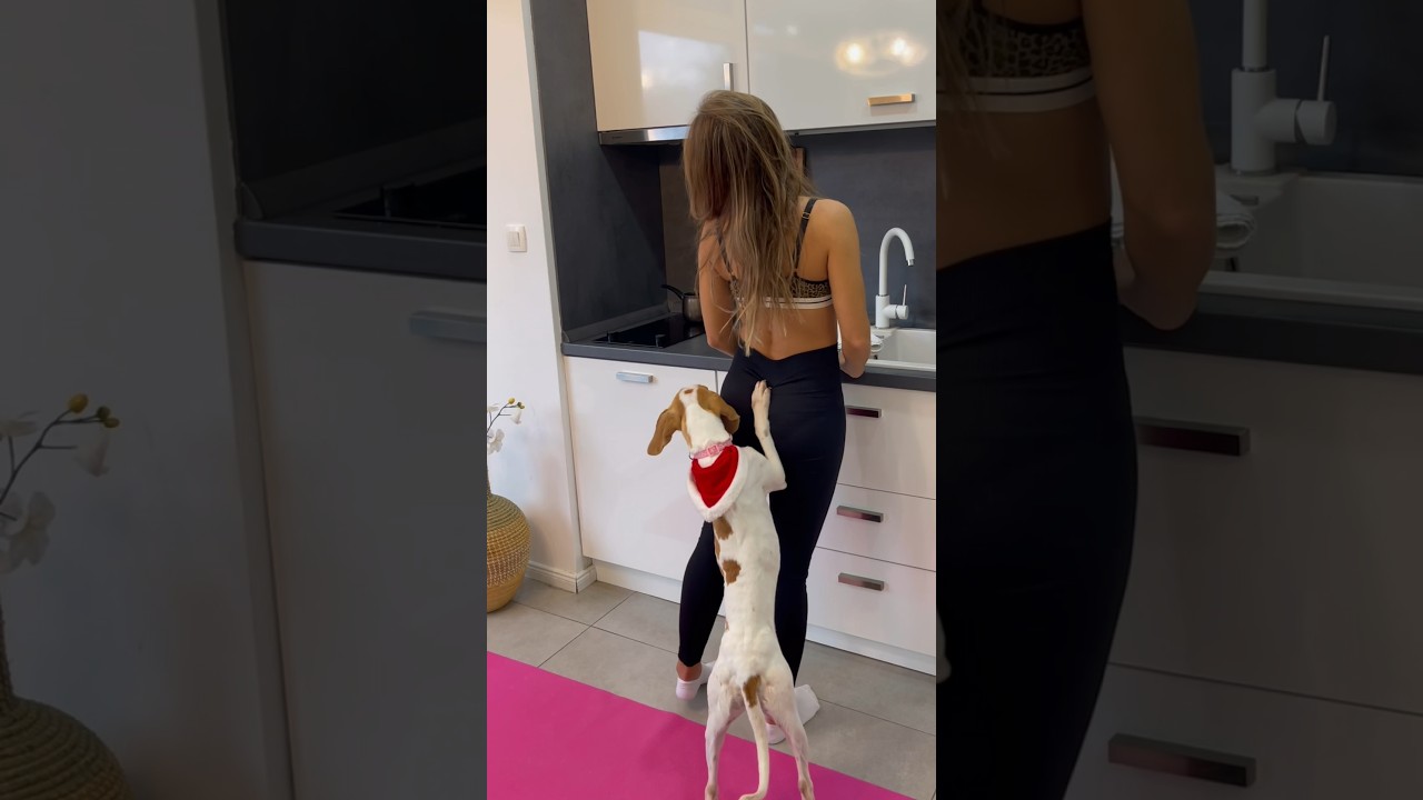 Home kitchen and Dog Shenanigans! 