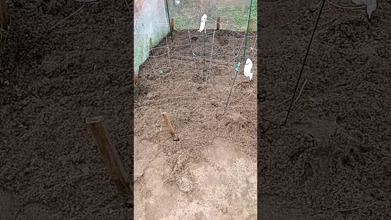 DAWN MICHELLE GALLOWAY IN THE GALLOWAY PLANTED THEIR WATERMELONS TODAY IN JESUS NAME AMEN