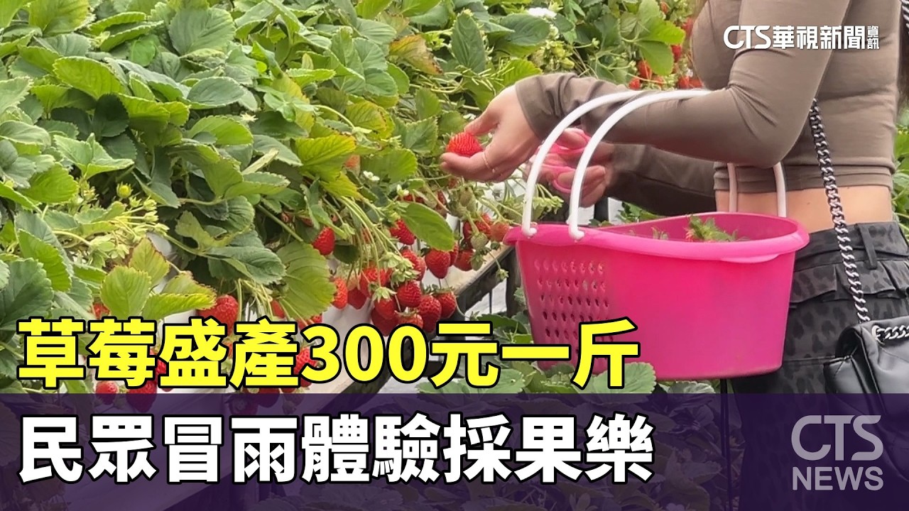 228連假　草莓盛產300元一斤　民眾冒雨體驗採果樂｜華視新聞 20260228 @CtsTw