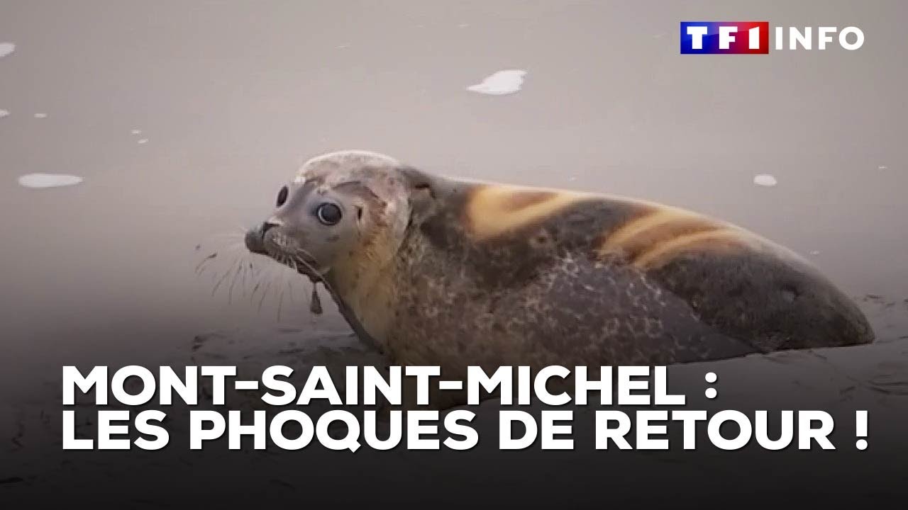 Magique ! Quand des phoques font leur retour au Mont-Saint-Michel