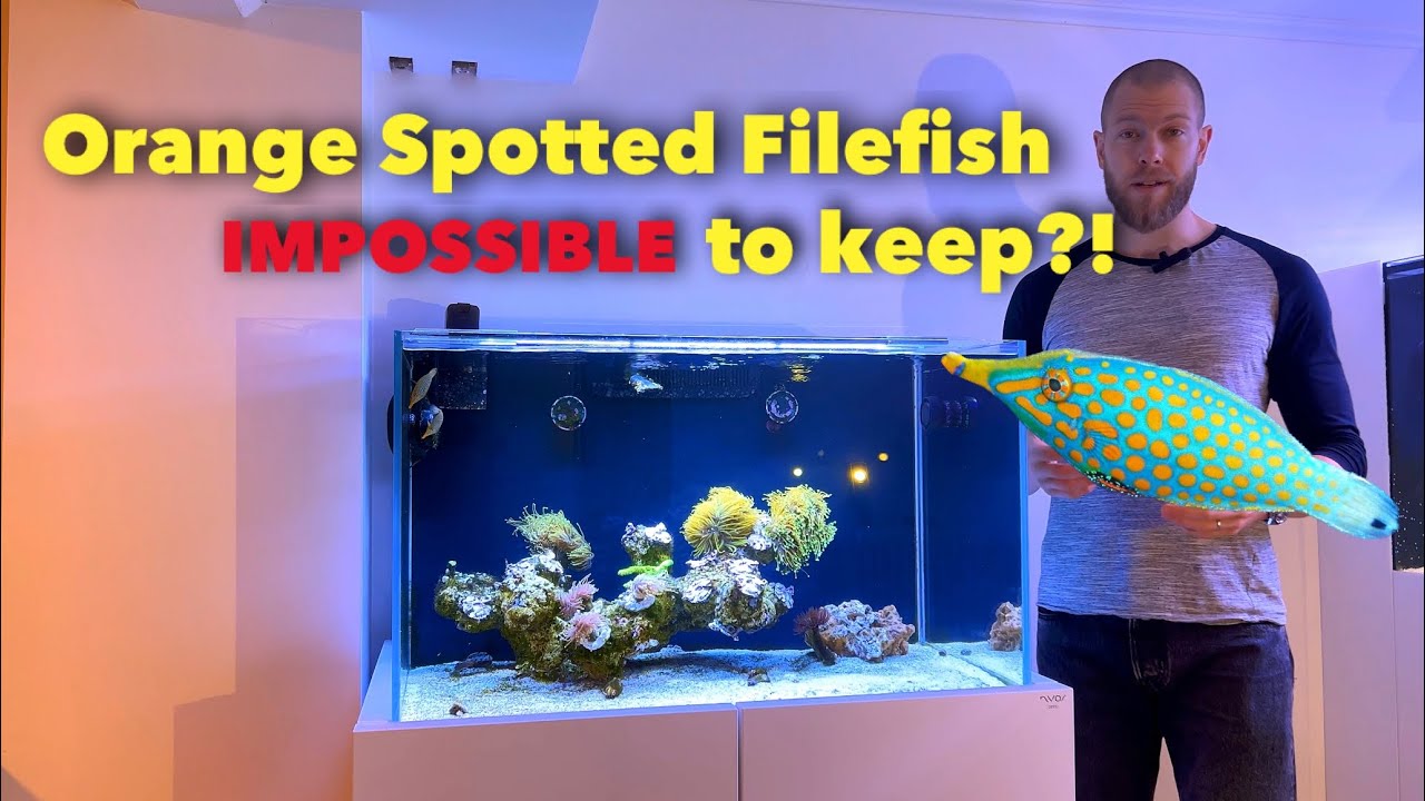 How to SUCCESSFULLY keep orange spotted file fish - Oxymonacanthus longirostris care guide