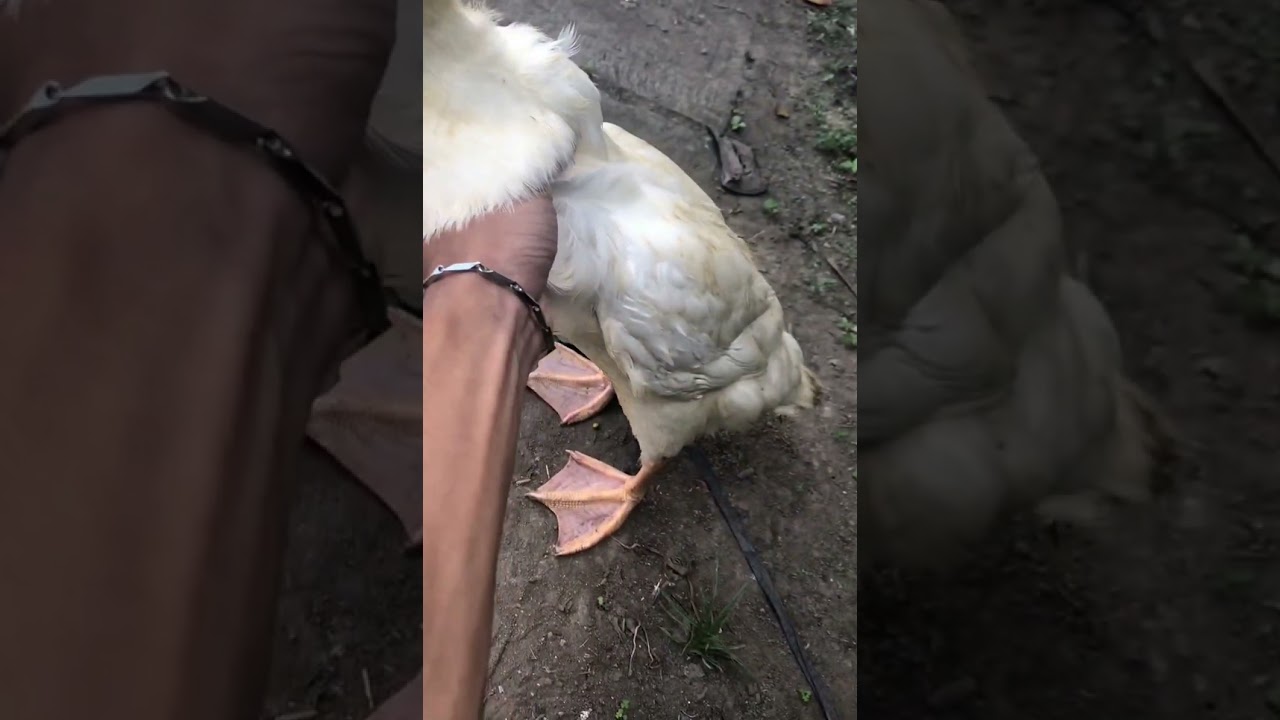 Duck with deformed bill shown up close in Yogyakarta, Indonesia