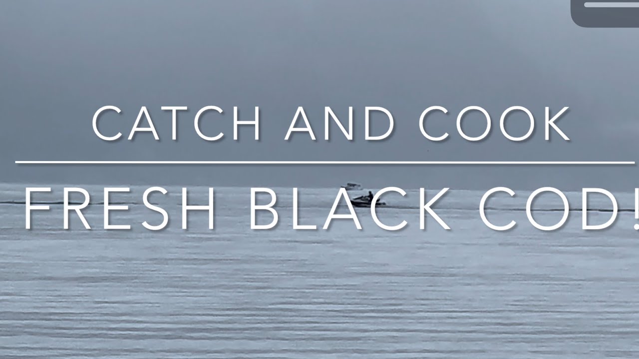 Catch and Cook Black Cod Seward Alaska Surf Fishing 2023