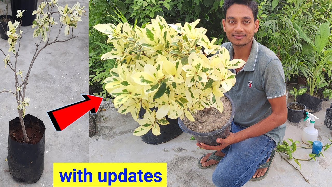 Safari ficus plant care इन हिंदी | Safari ficus plant | ficus plant