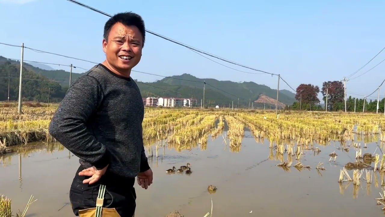 大鸭子放外面一段时间，赶回来清点一下，发现稻田有些鸭子不对劲