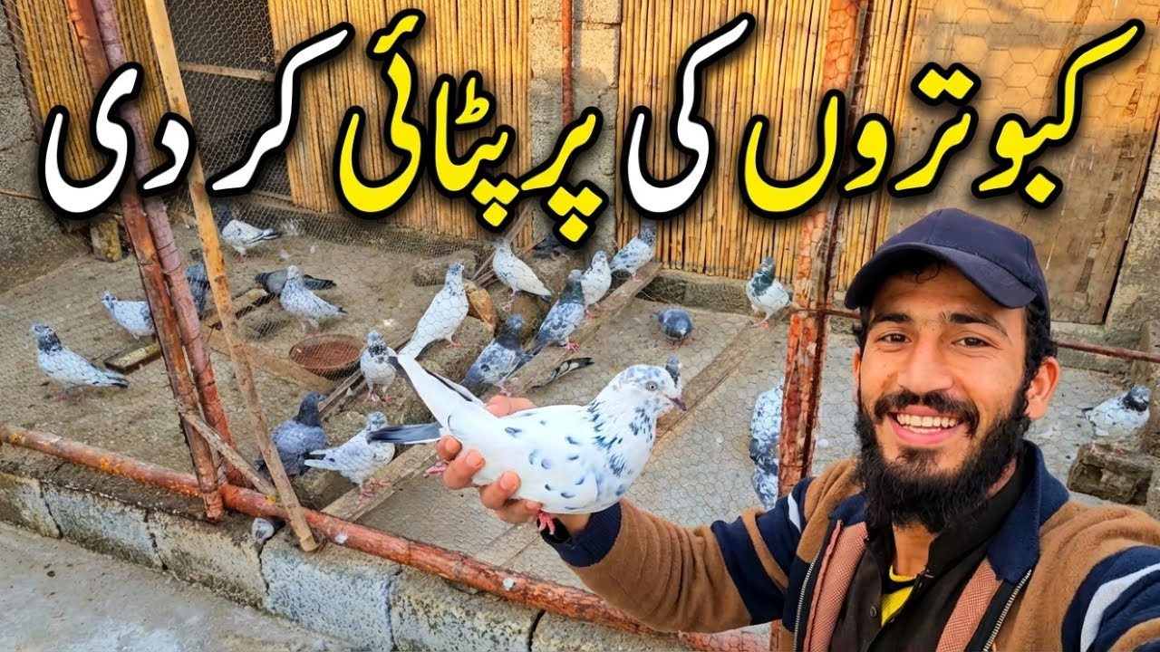 Bazi Se Pehle Kabutaron Ki Par Patai: Fayde Aur Nuksan