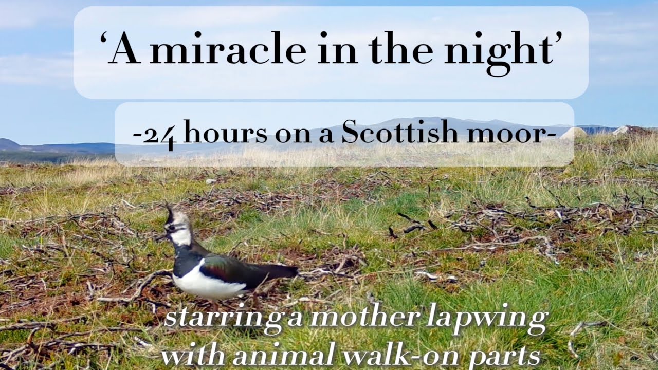 'A miracle in the night'