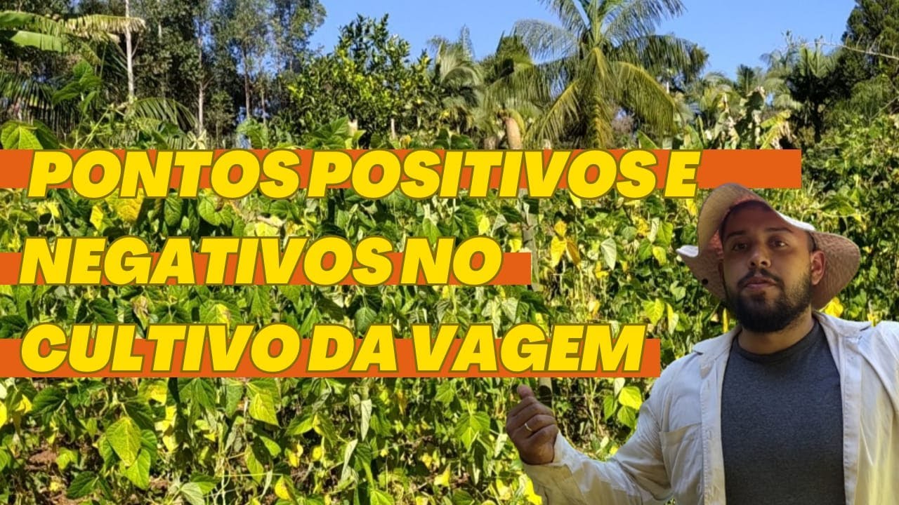 Nossa experiência no 1º plantio da vagem