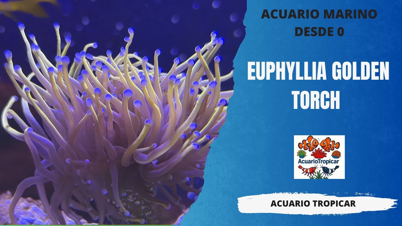 EUPHYLLIA GOLDEN TORCH | ACUARIO MARINO DESDE 0 | ACUARIO MARINO 100 LITROS