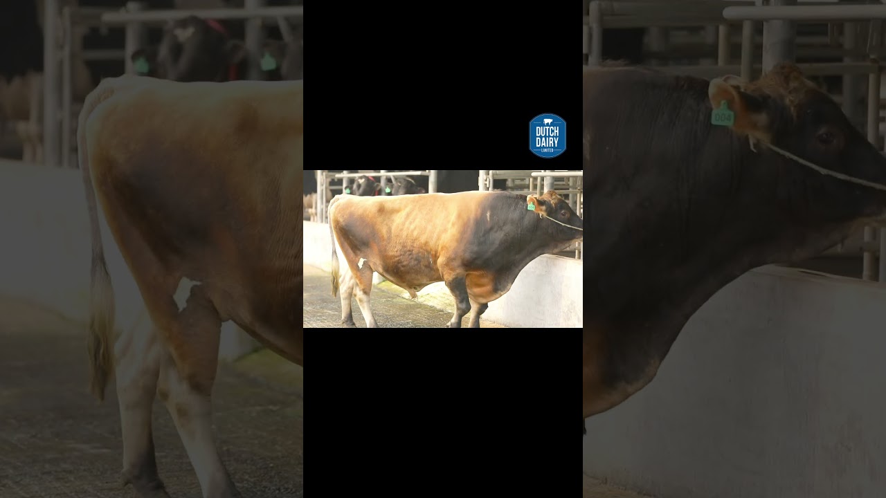 Dutch Dairy ltd/Contact us-01407062112  #shorts #youtubeshorts #dutch #cowlover