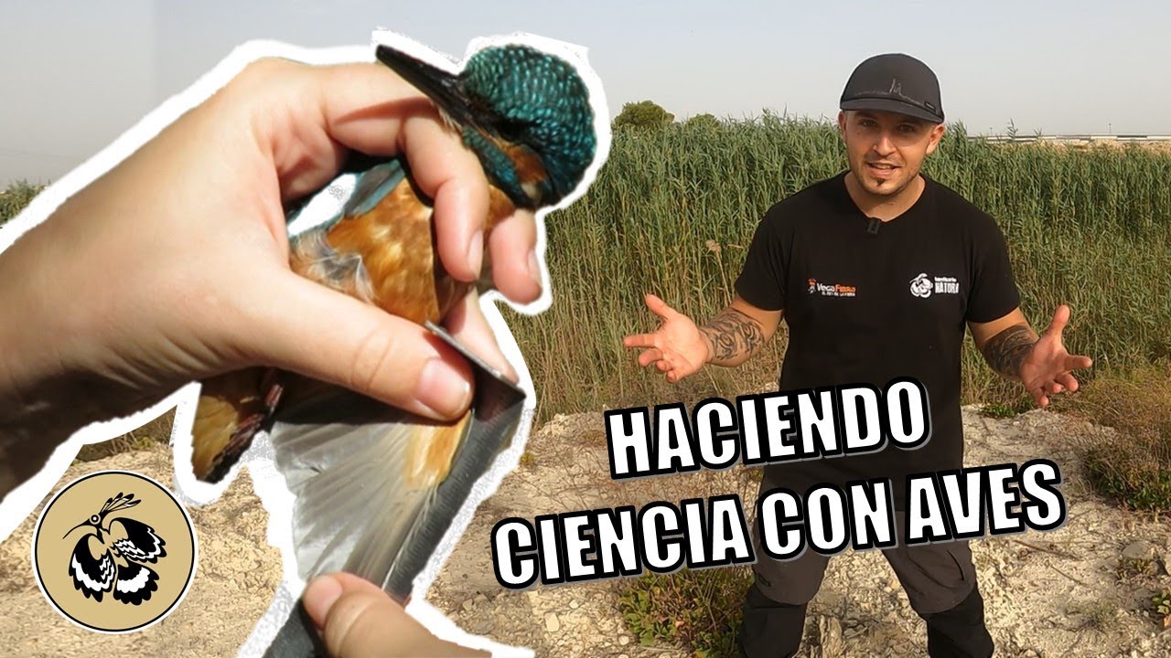 Anillamiento científico, haciendo ciencia con aves