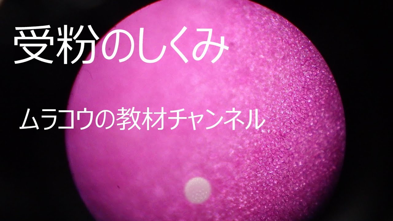 受粉の決定的瞬間（小学５年理科）