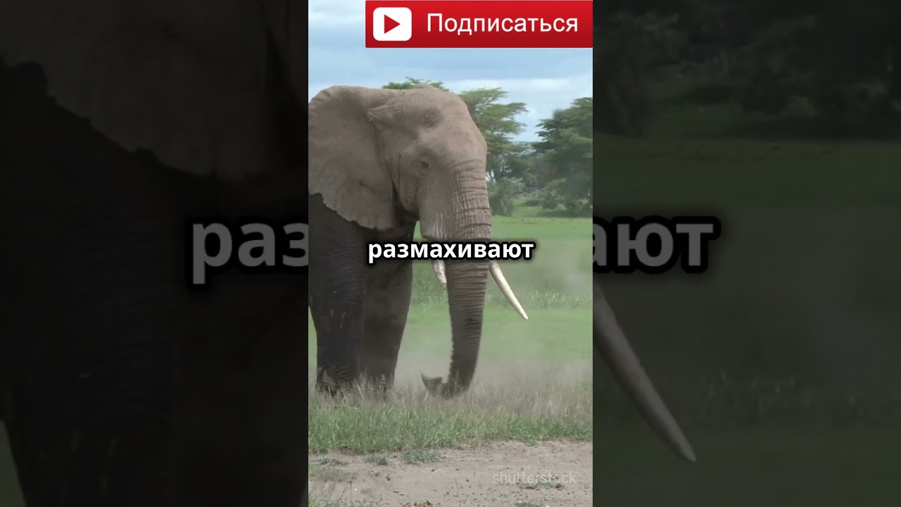 Удивительные факты о слонах 