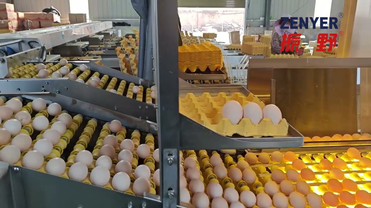 ZENYER 111 Egg Grader connected to a rod conveyor from the chicken house — operating in China
