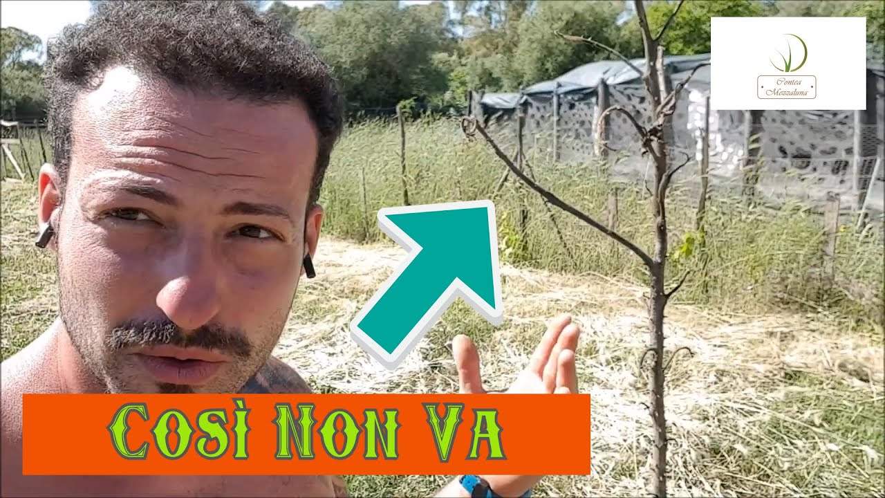 Albero delle Melanzane-un Anno Dopo